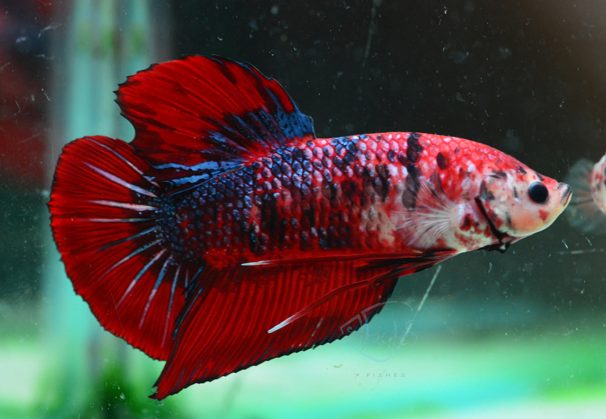 Giant Red Koi HMPK Male