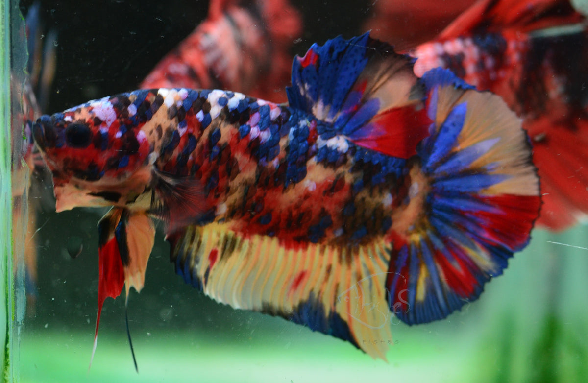 Giant Nemo HMPK Male