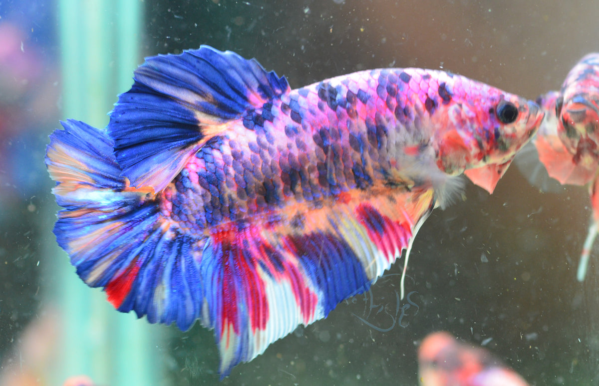 Giant Multicolour HMPK Male