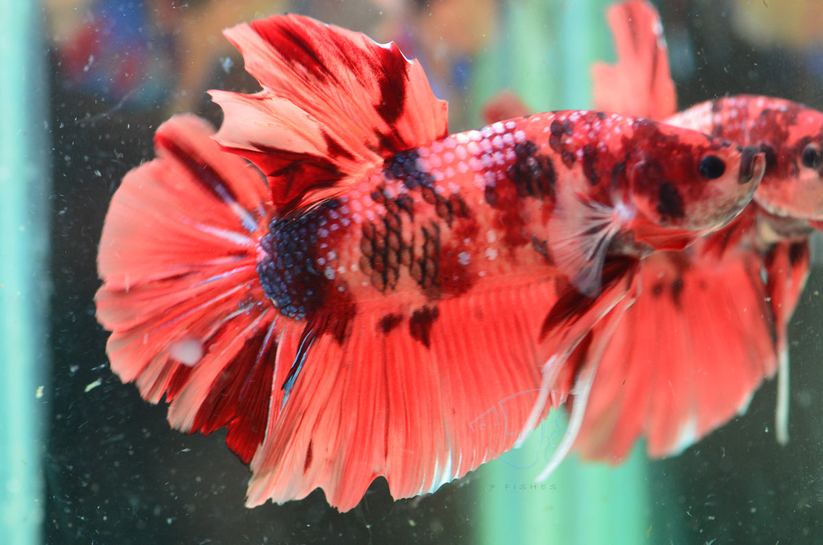 Giant Nemo HMPK Male