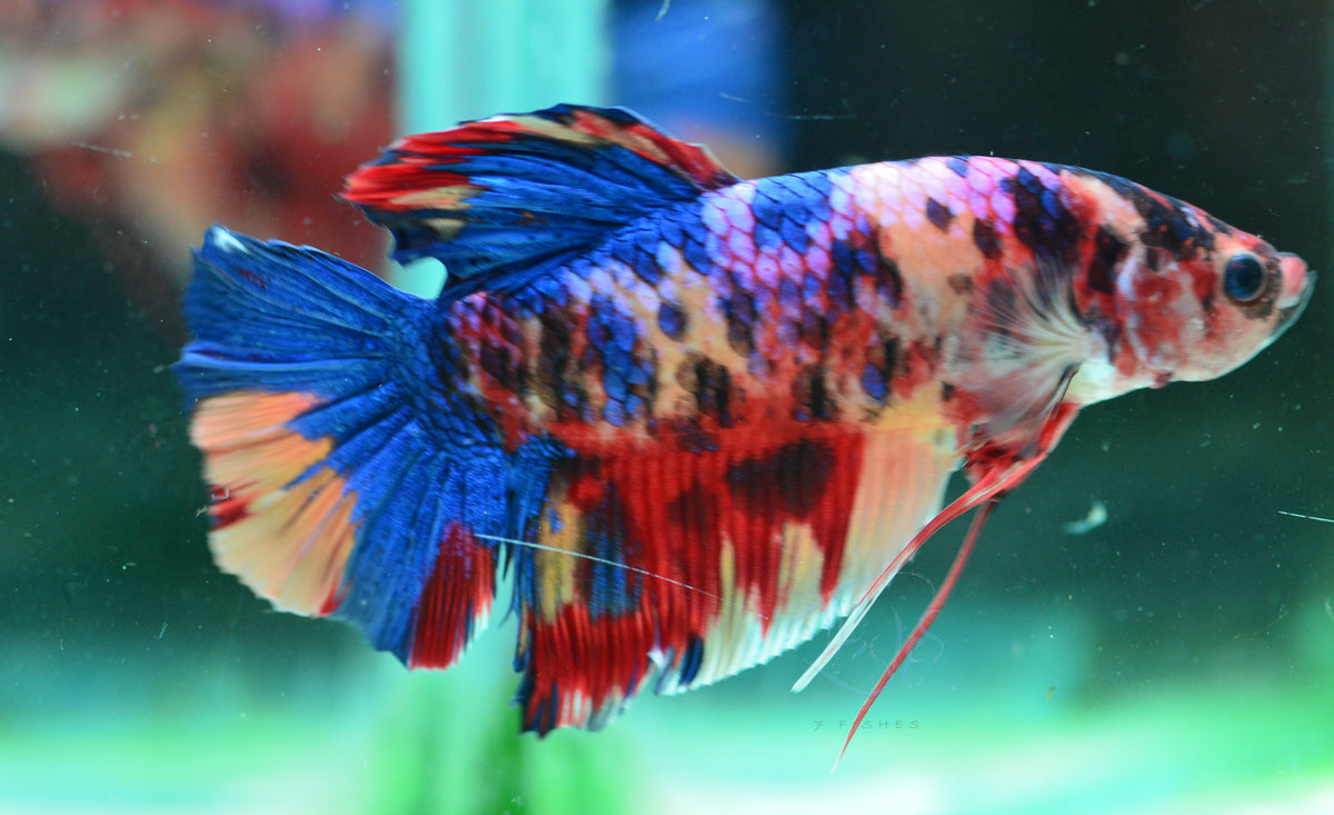 Giant Multicolour HMPK Male