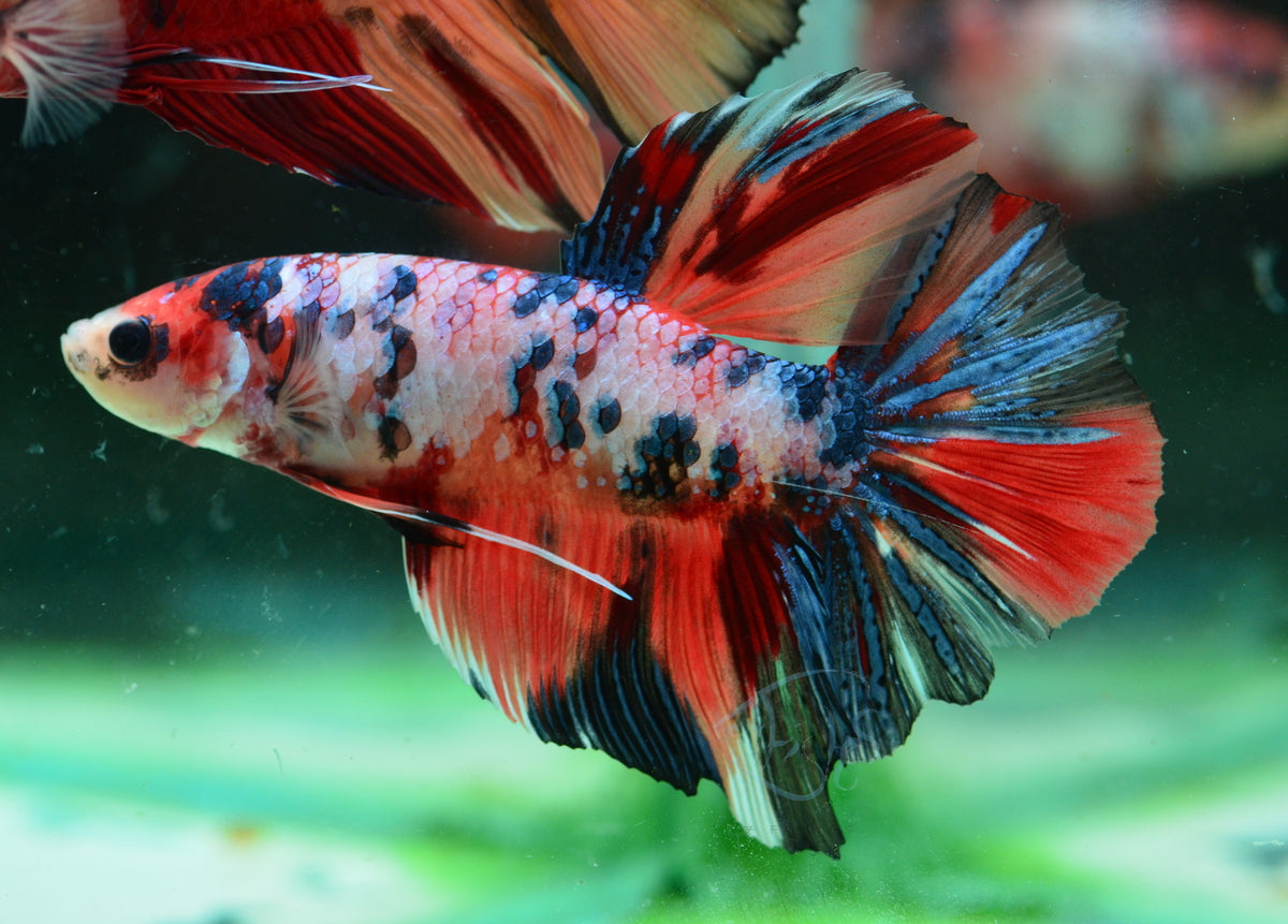 Giant Candy HMPK Male