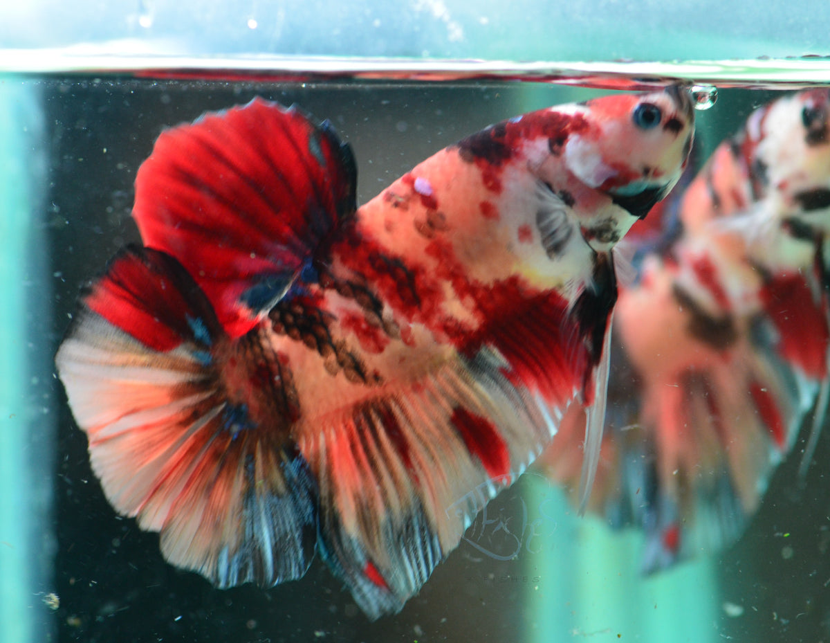 Giant Nemo HMPK Male