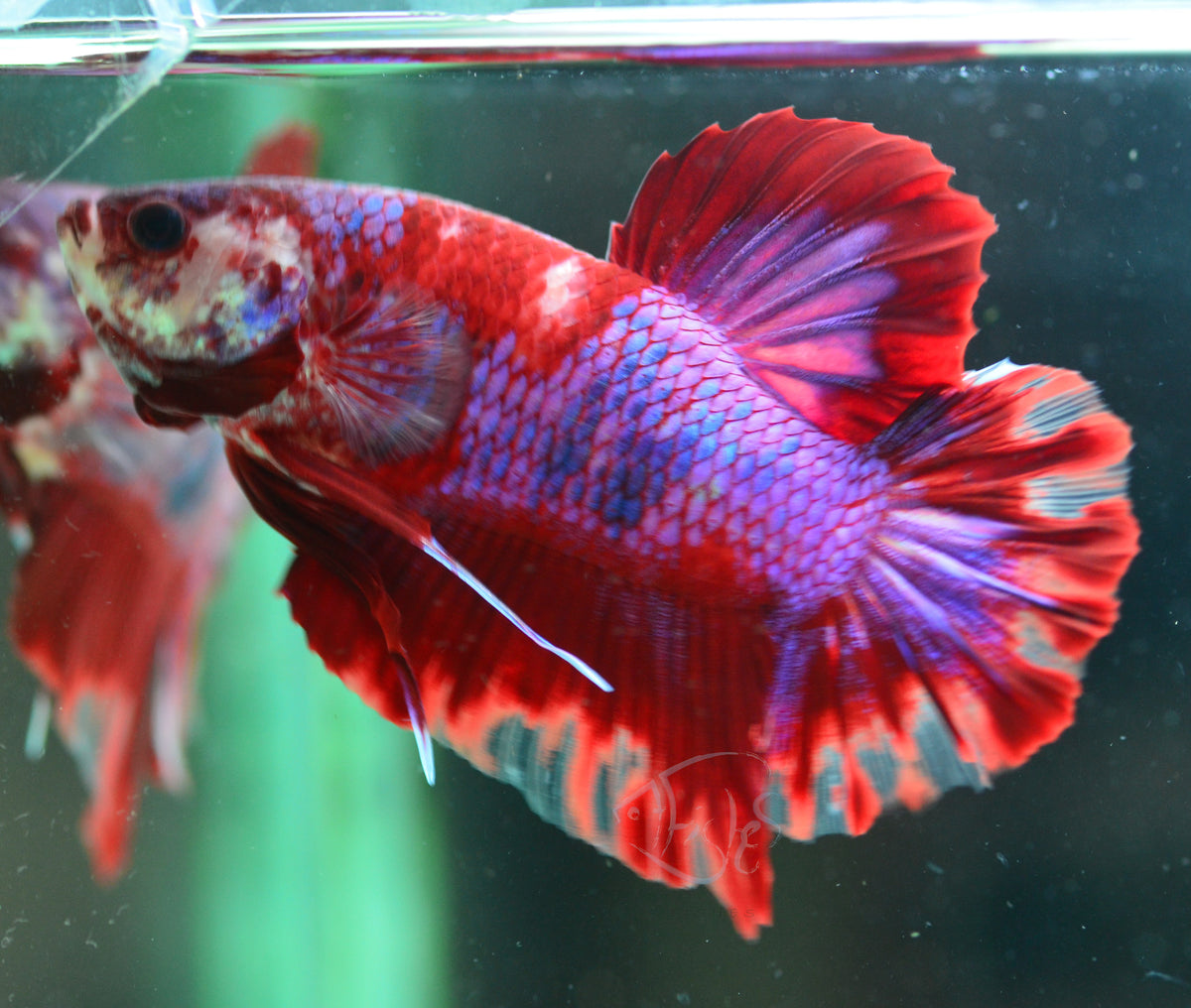 Giant Red Fancy HMPK Male
