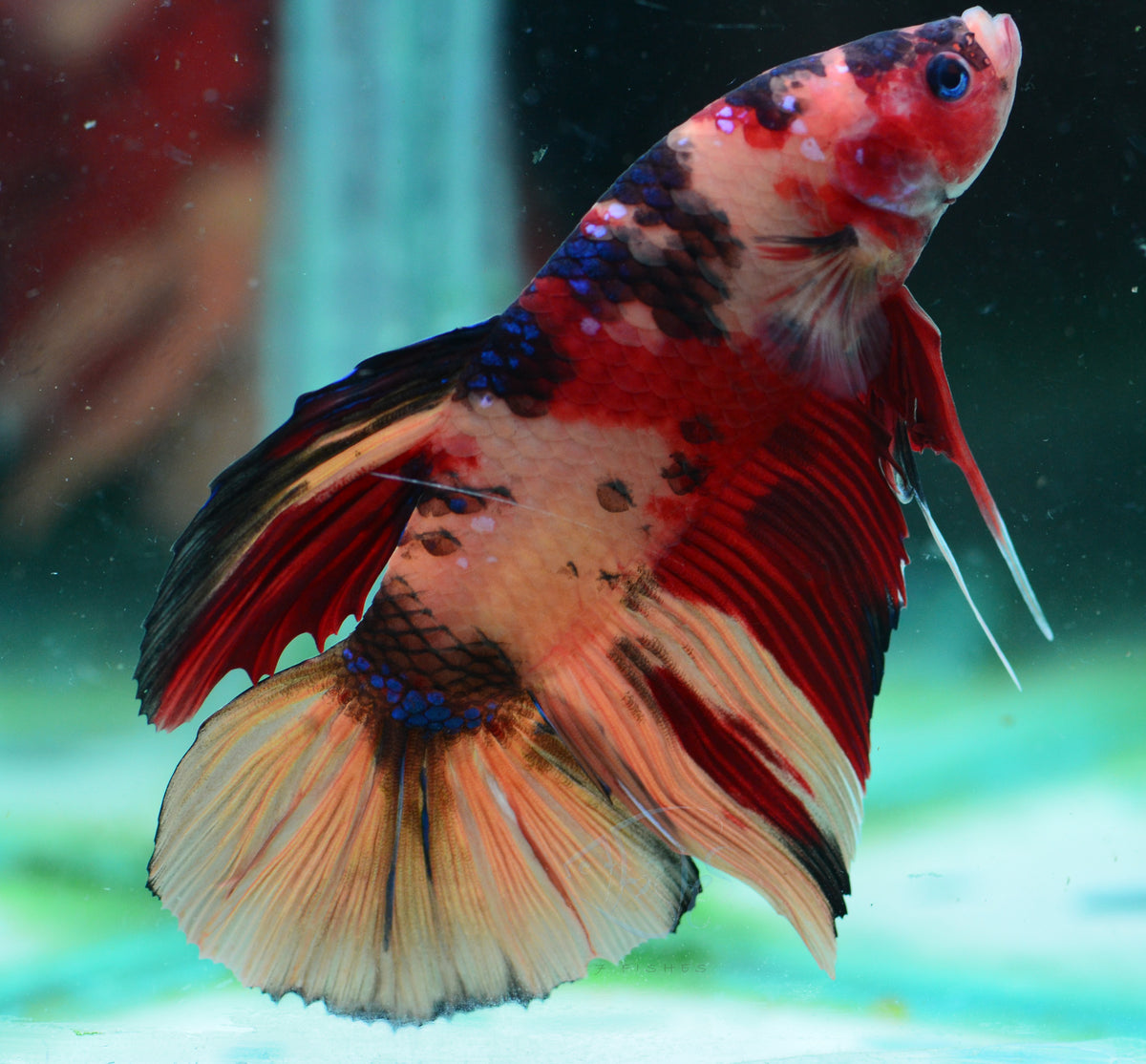 Giant Nemo HMPK Male