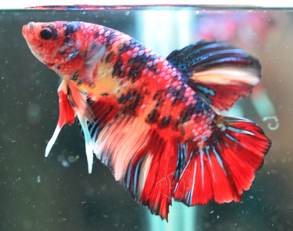 Giant Nemo HMPK Male