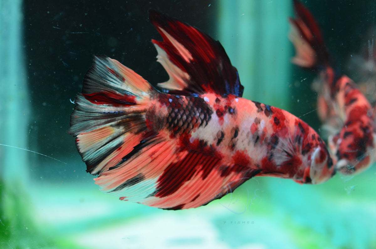 Giant Nemo HMPK Male