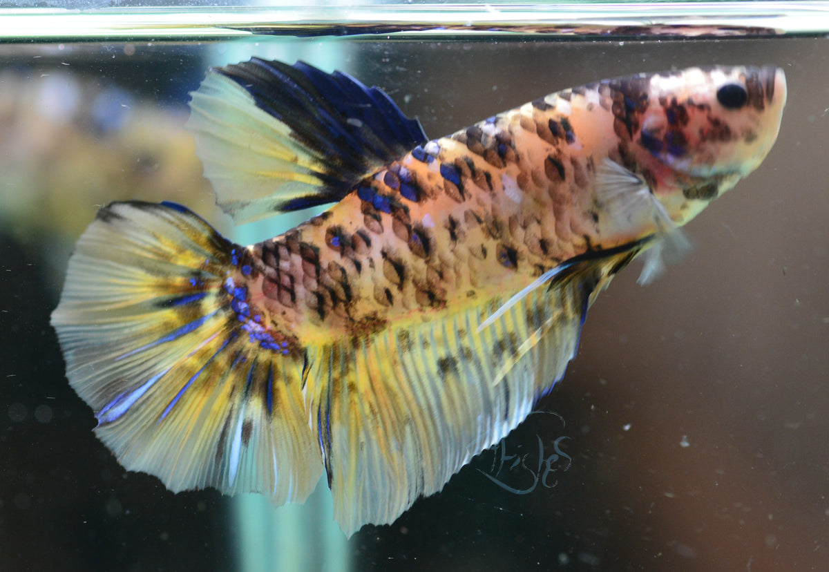 Giant Yellow Koi HMPK Male