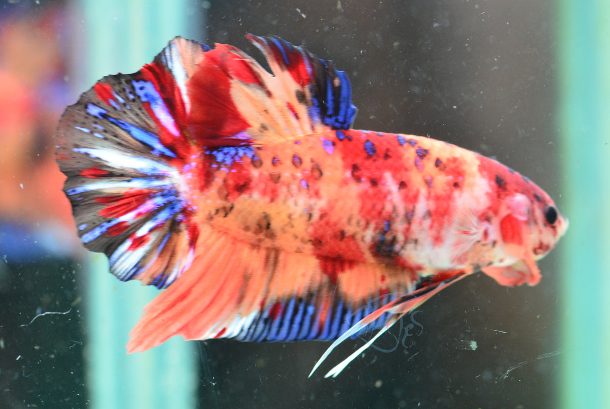 Giant Nemo HMPK Male