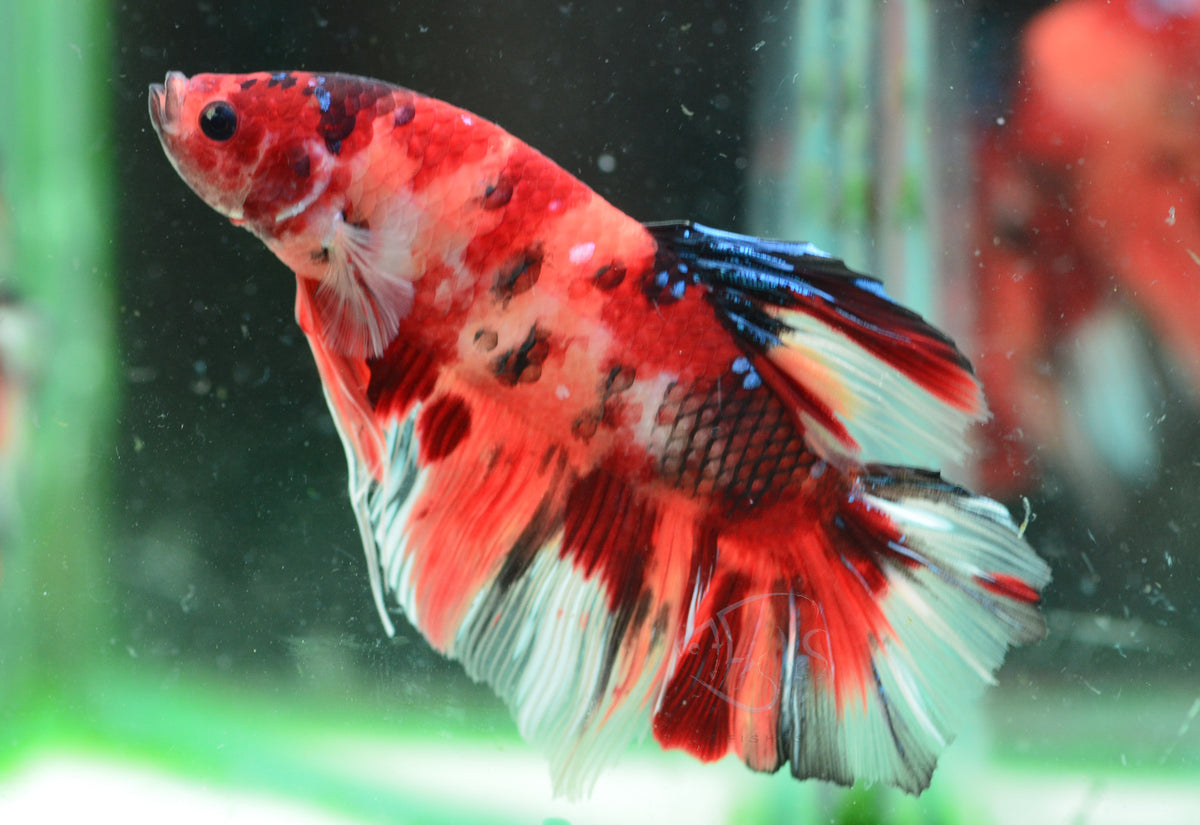 Giant Nemo HMPK Male