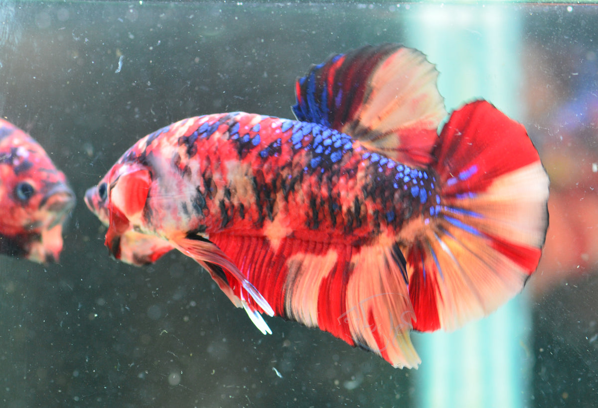 Giant Nemo HMPK Male