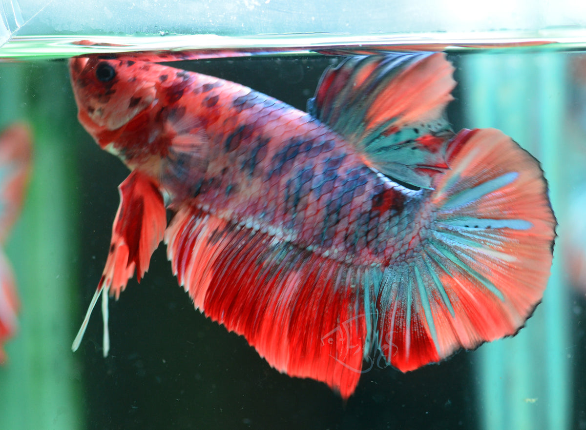 Giant Candy HMPK Male