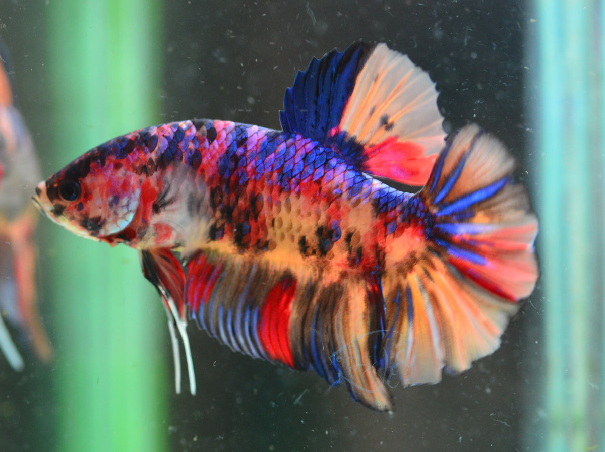 Giant Nemo HMPK Male