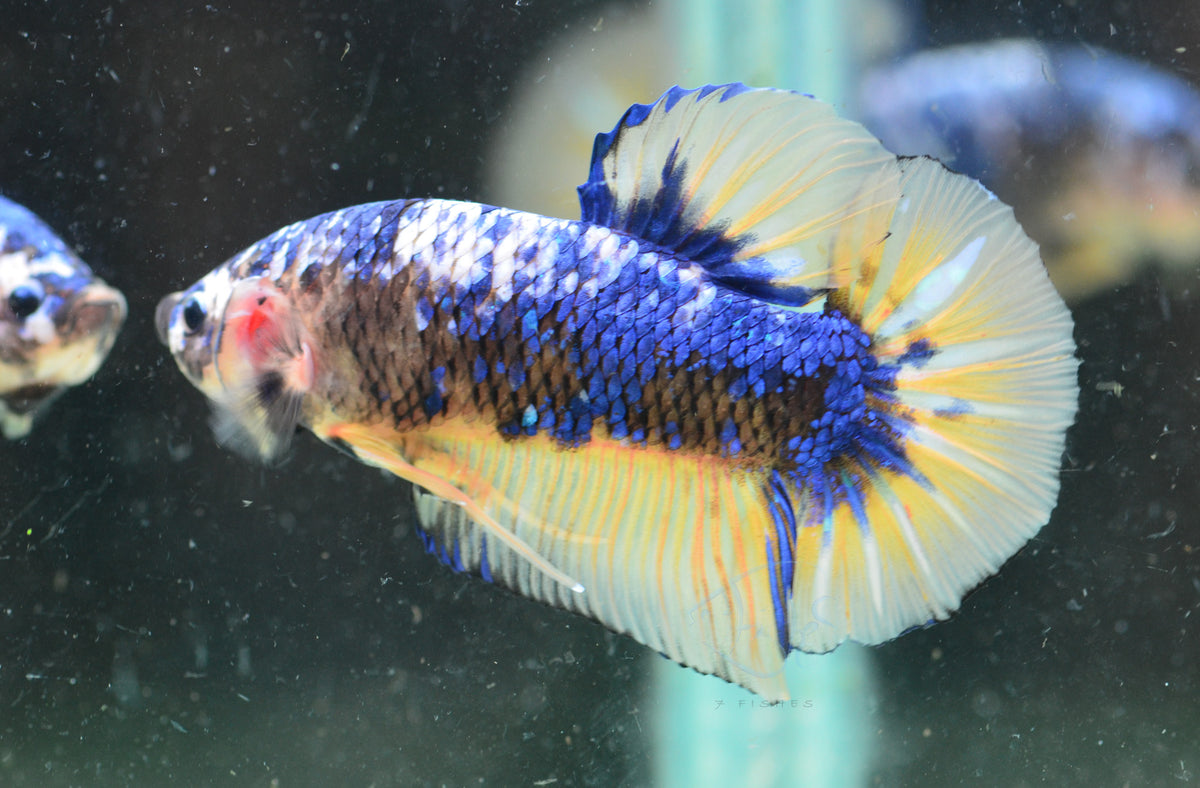 Giant Yellow Fancy HMPK Male