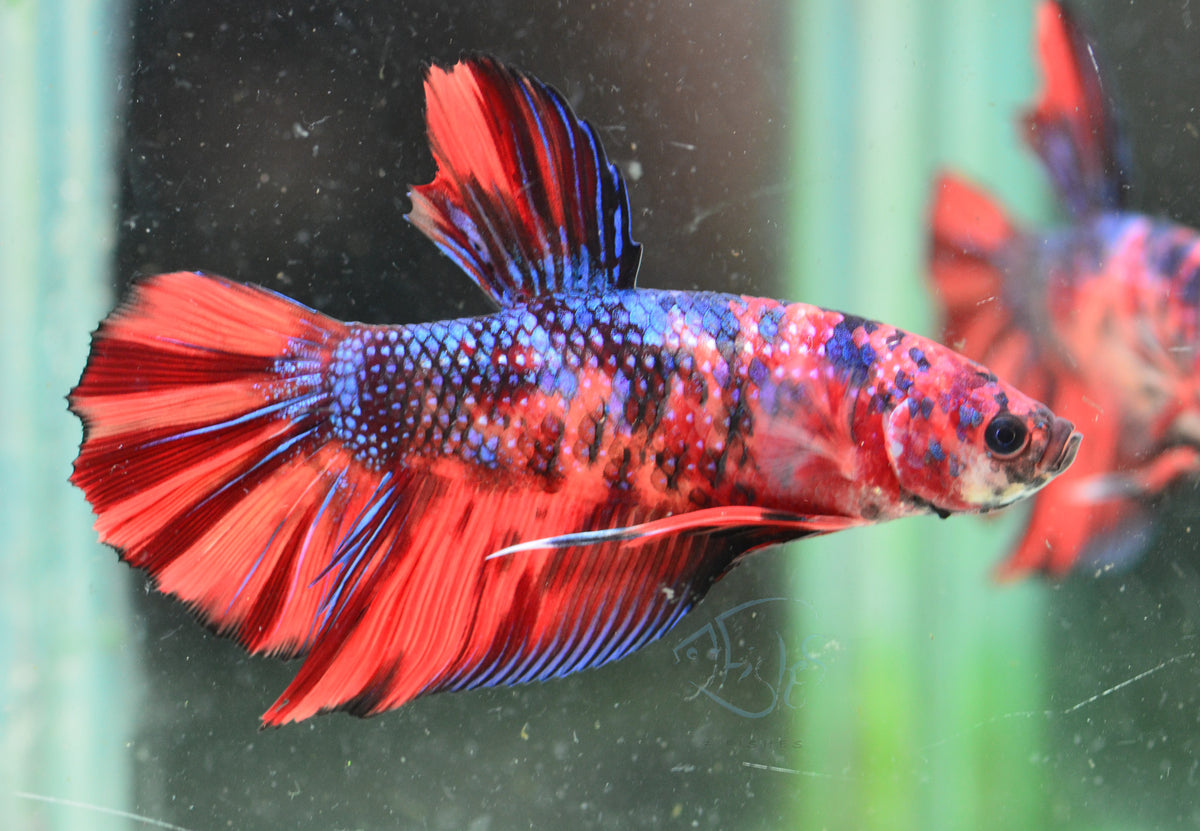 Giant Nemo HMPK Male