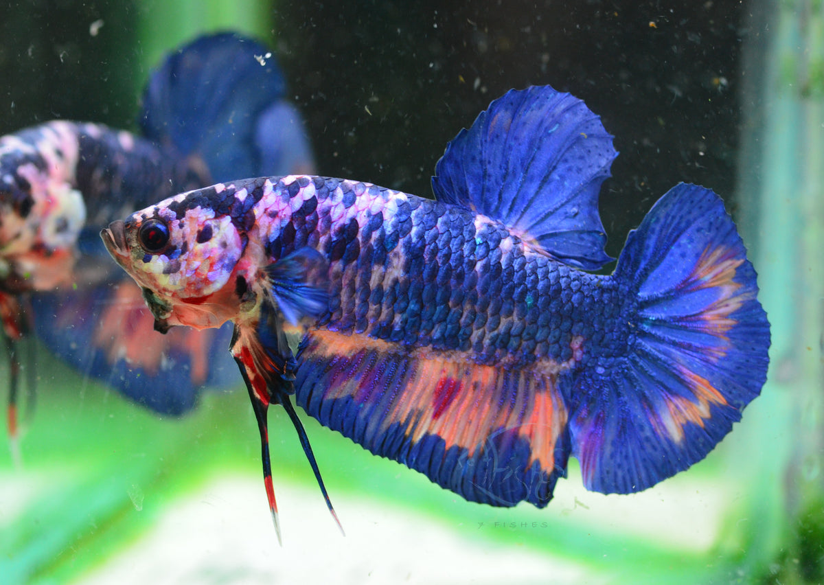 Giant Fancy HMPK Male