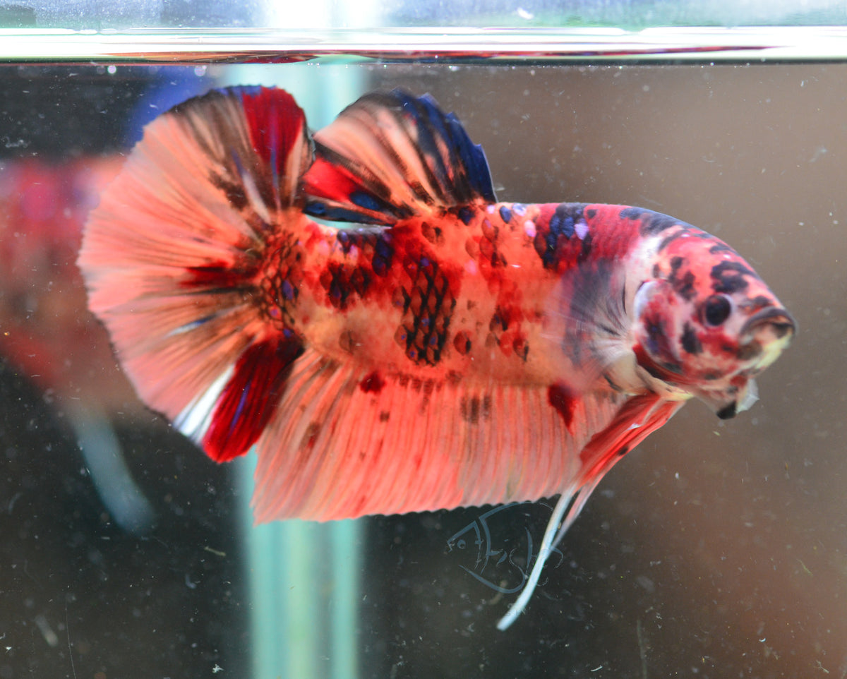 Giant Nemo HMPK Male