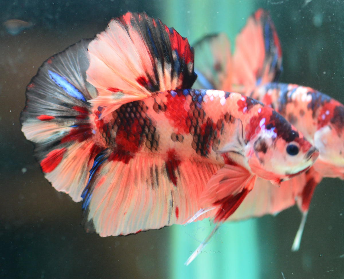 Giant Nemo HMPK Male