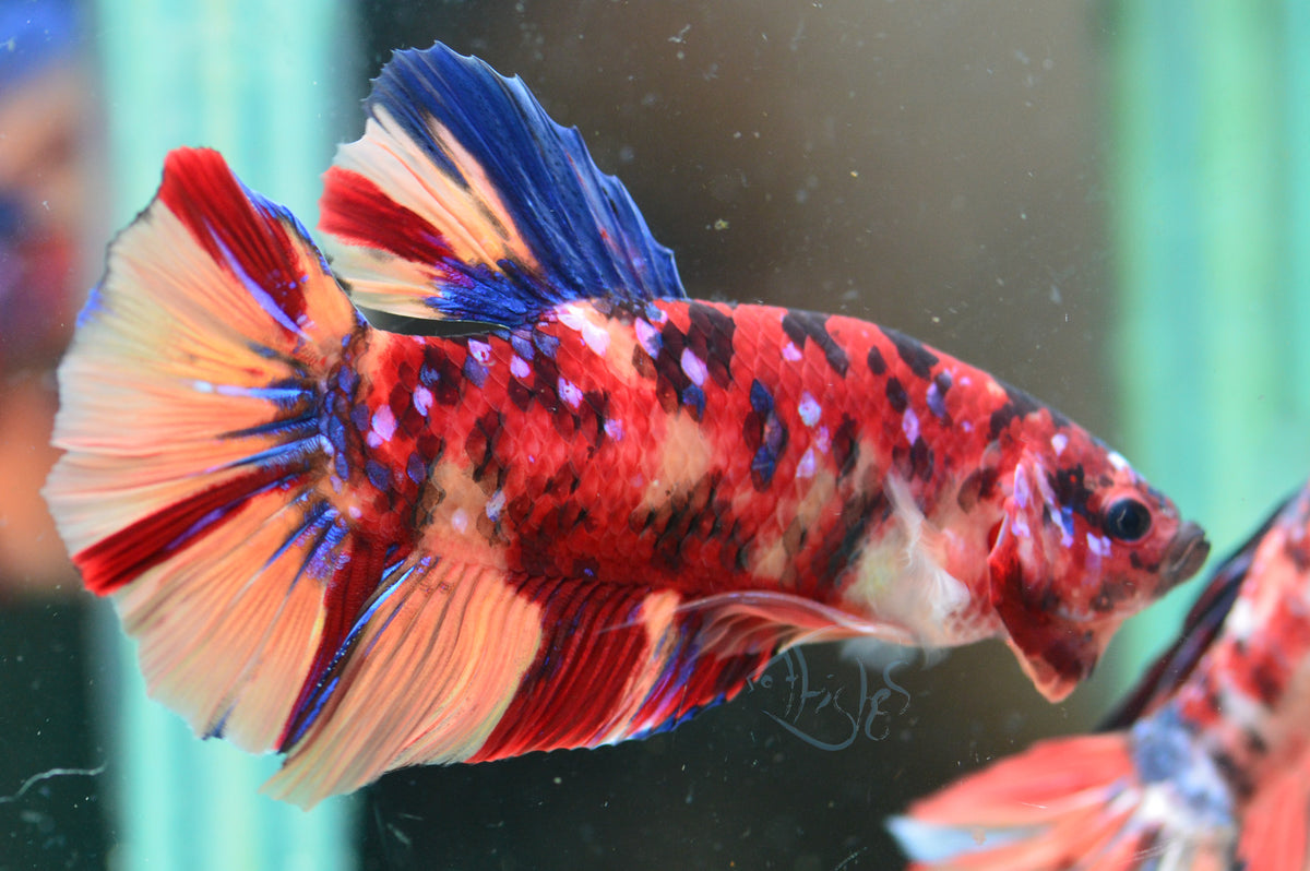 Giant Nemo HMPK Male