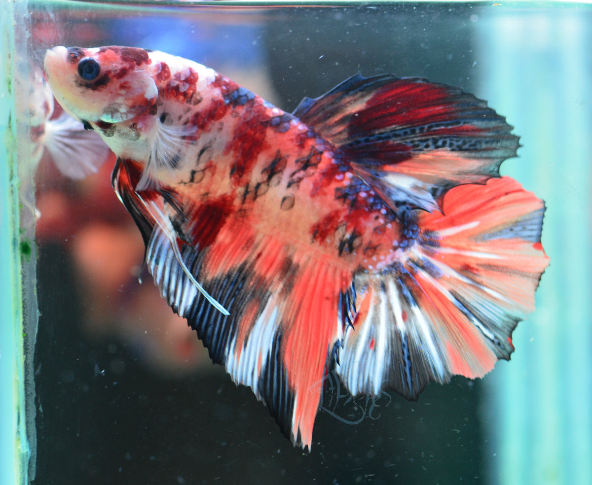 Giant Nemo HMPK Male