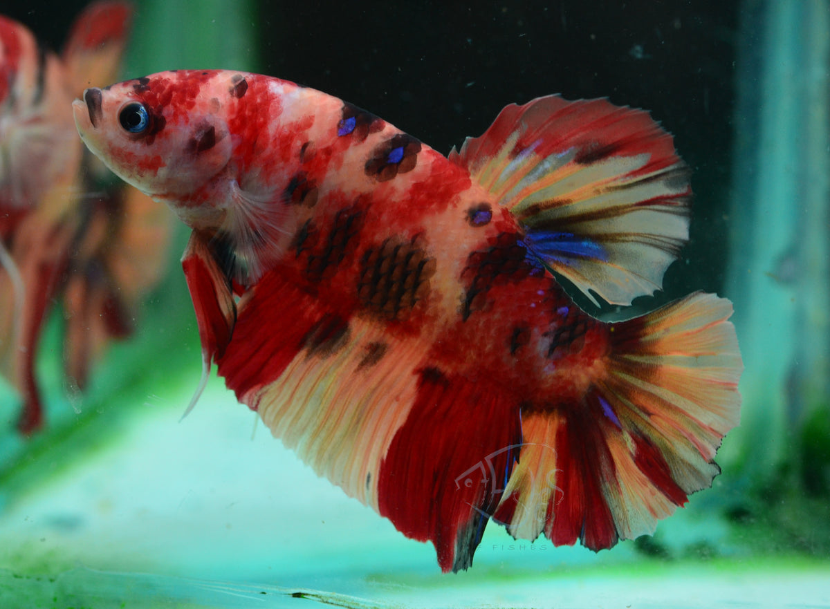 Giant Nemo HMPK Male