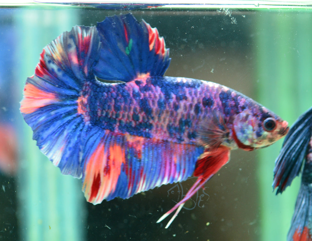 Giant Multicolour HMPK Male