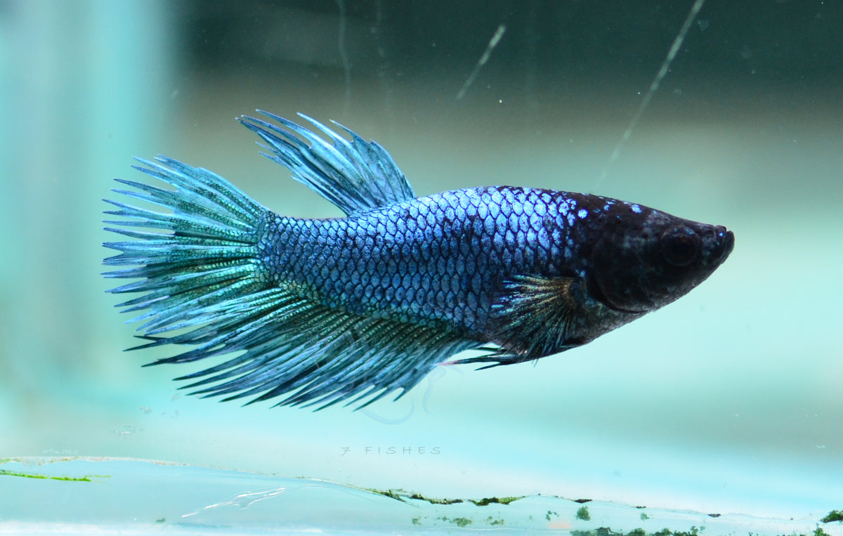 Blue Crowntail Female