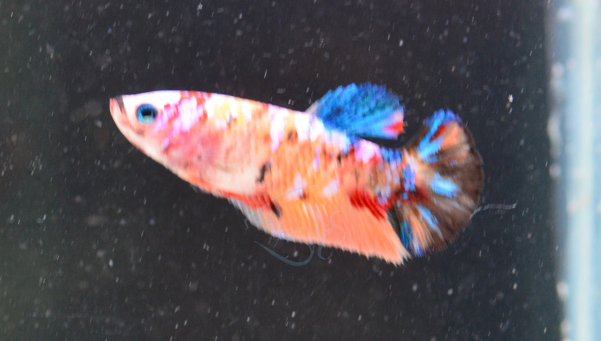 Nemo HMPK Female