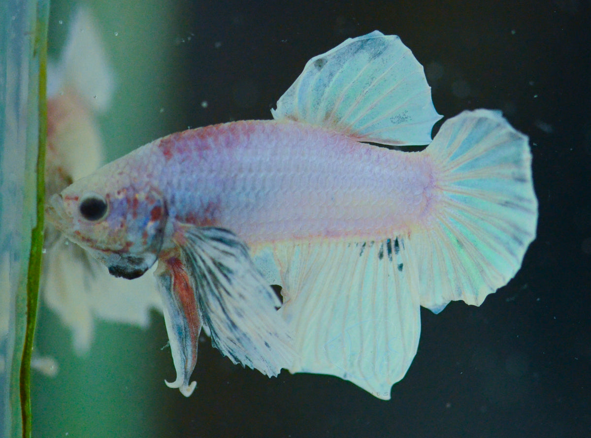 Pink Purple Dumbo HMPK Male