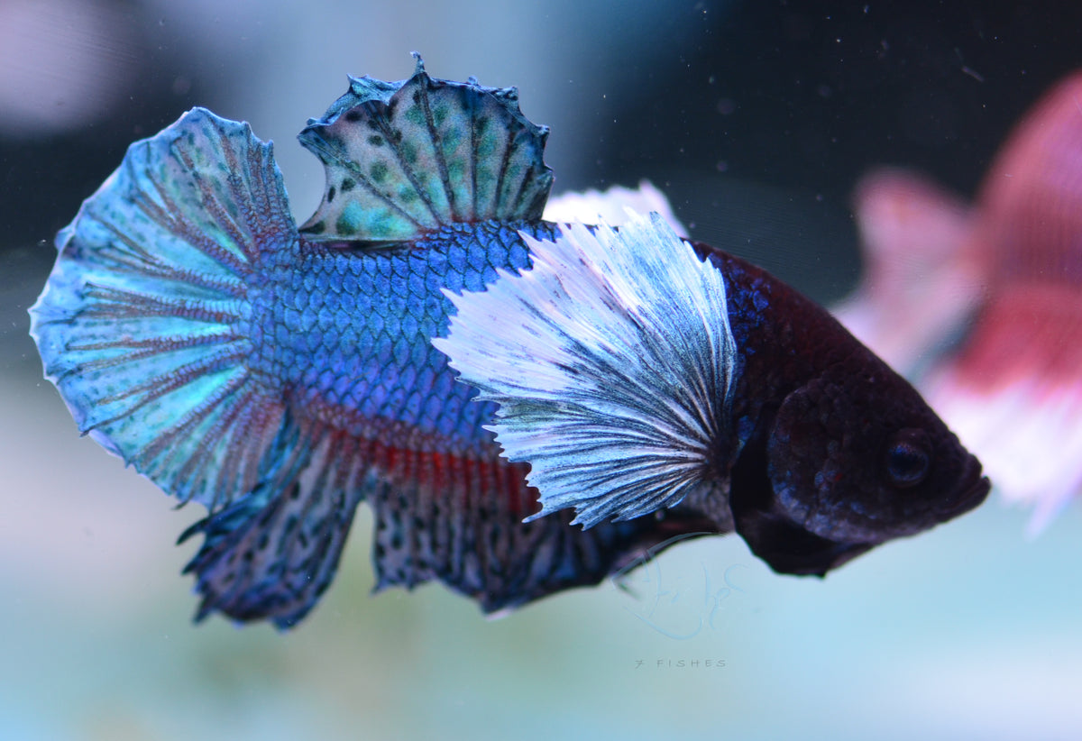 Blue Dumbo HMPK Male