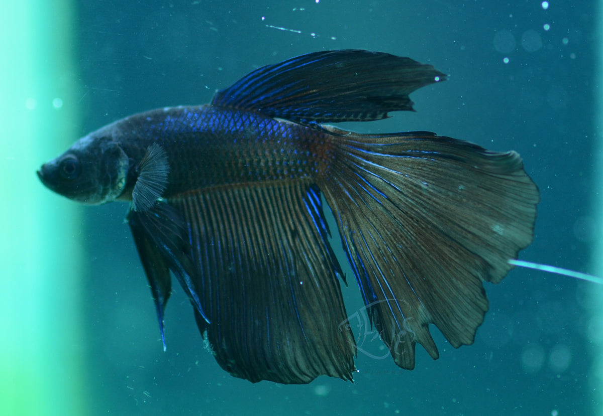 Blue Black Delta-tail Male