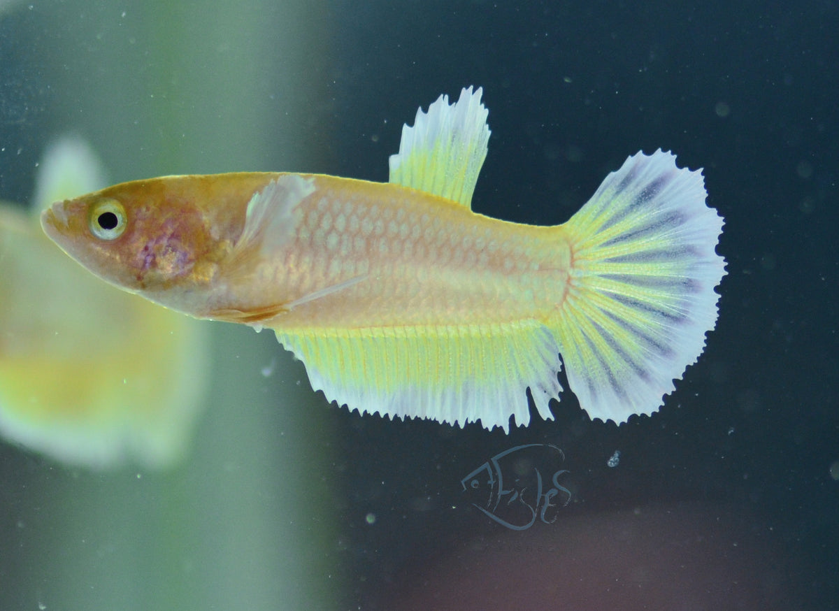 Yellow Gold HMPK Female