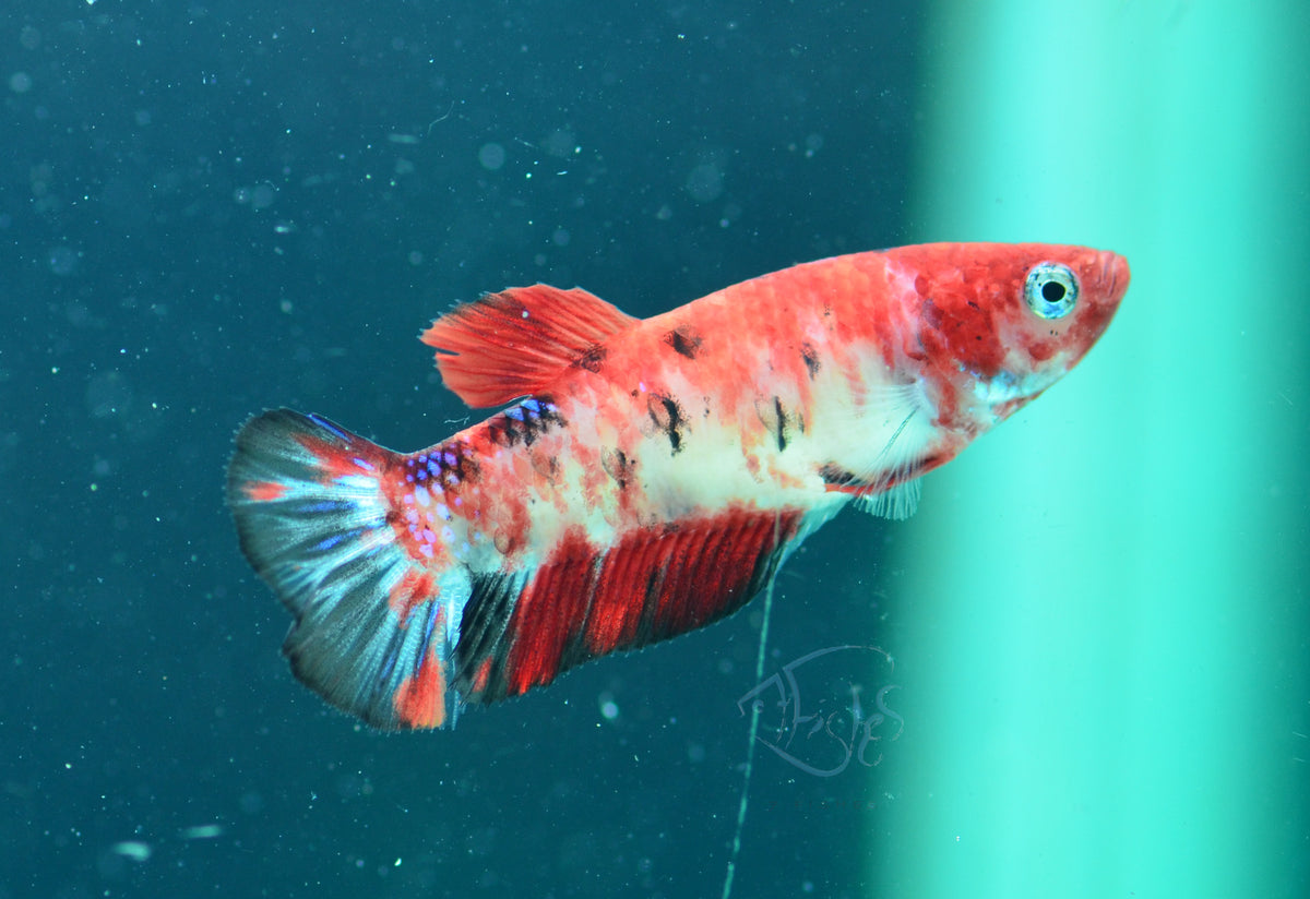 Nemo HMPK Female