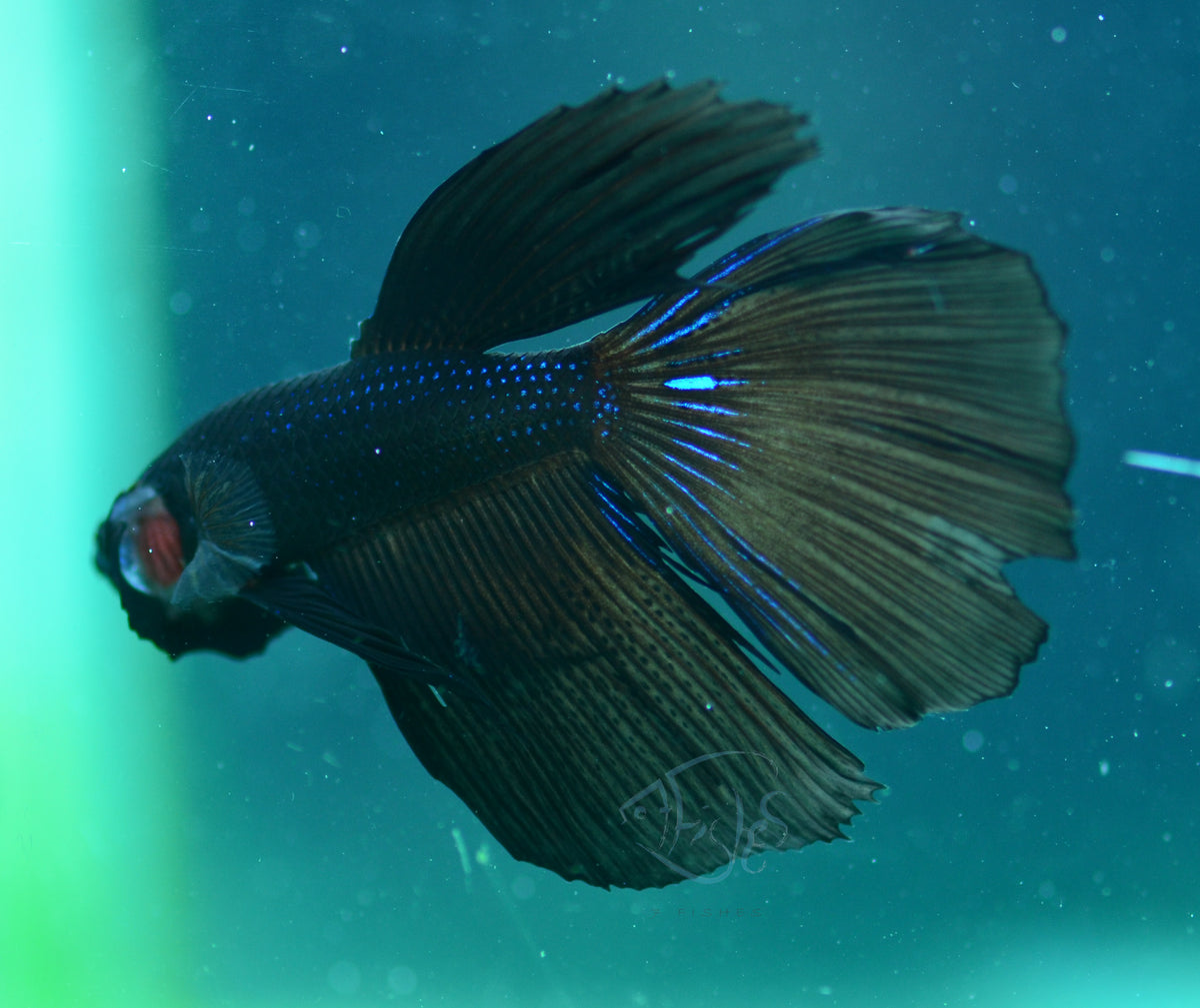 Black Delta-tail Male