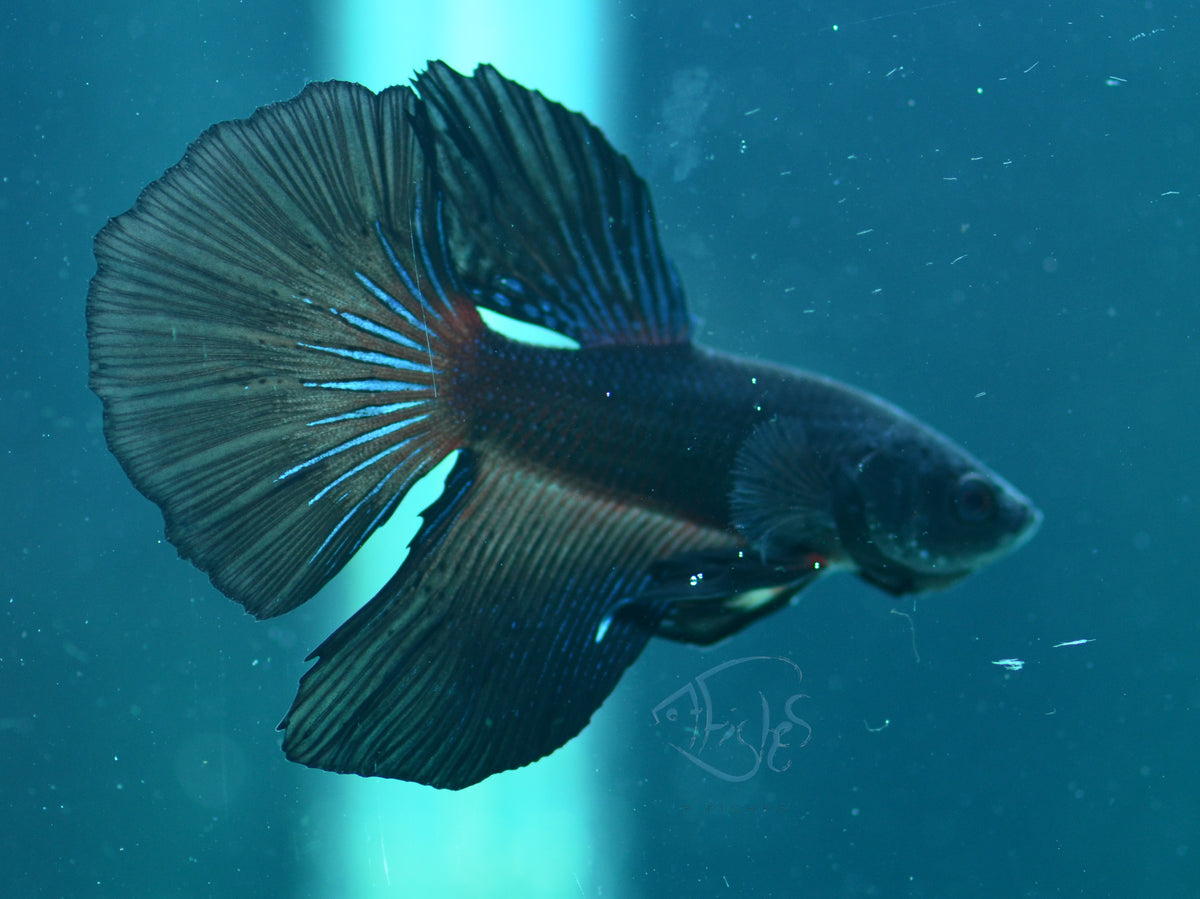 Black Delta-tail Male