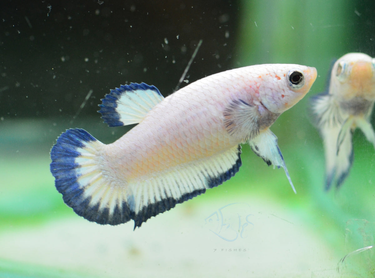 Blue Rim HMPK Female