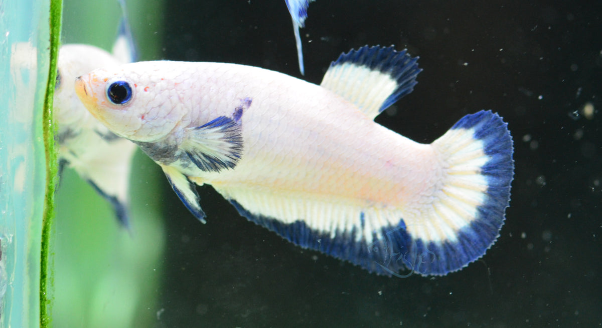 Blue Rim HMPK Female