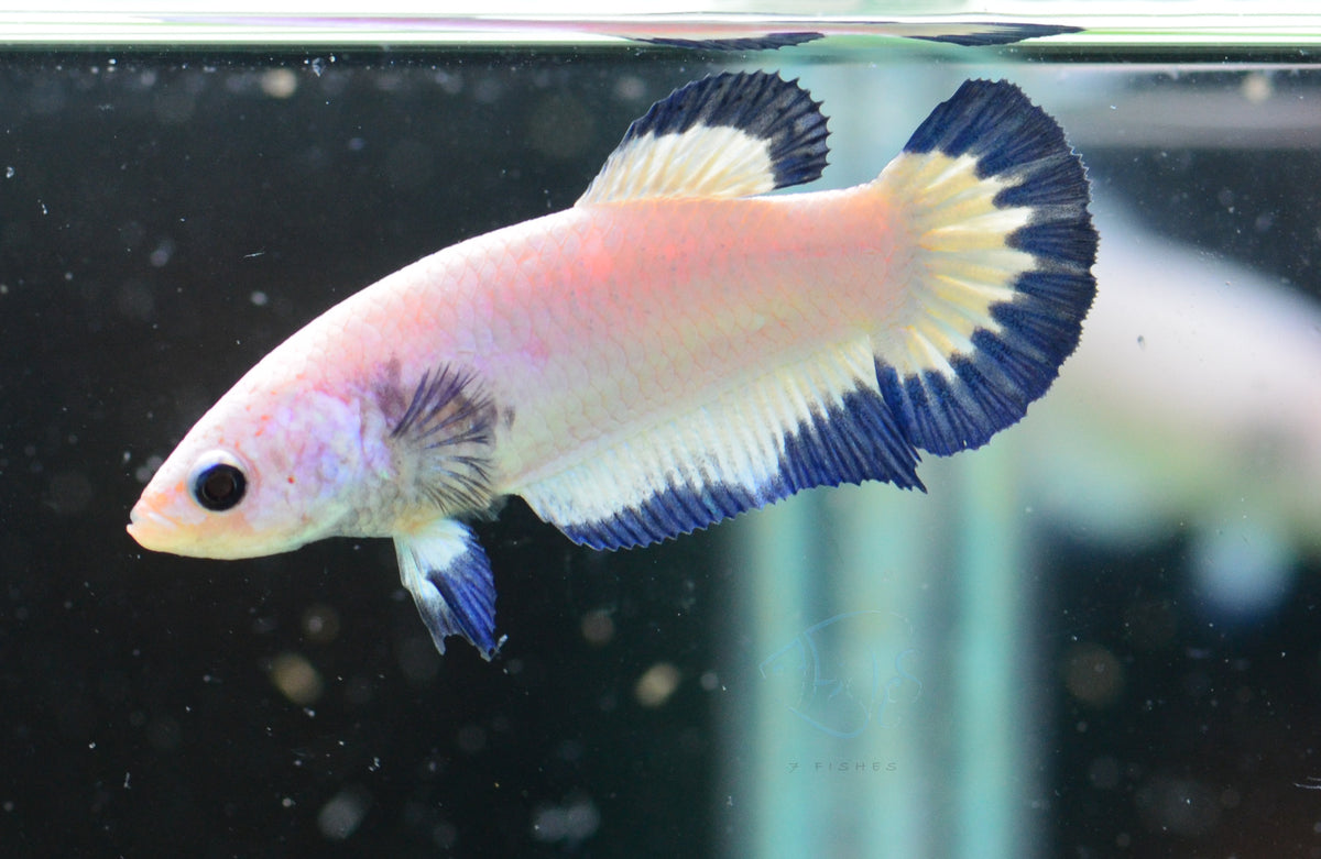 Blue Rim HMPK Female