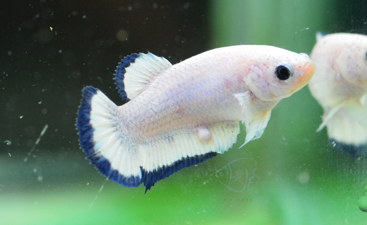Blue Rim HMPK Female