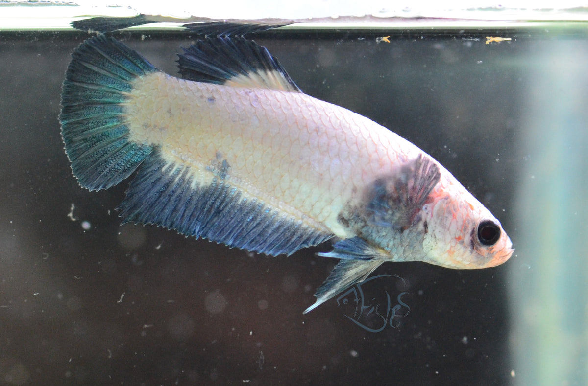 Blue Rim HMPK Female