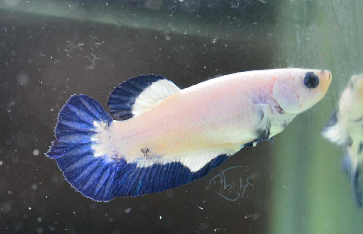 Blue Rim HMPK Female