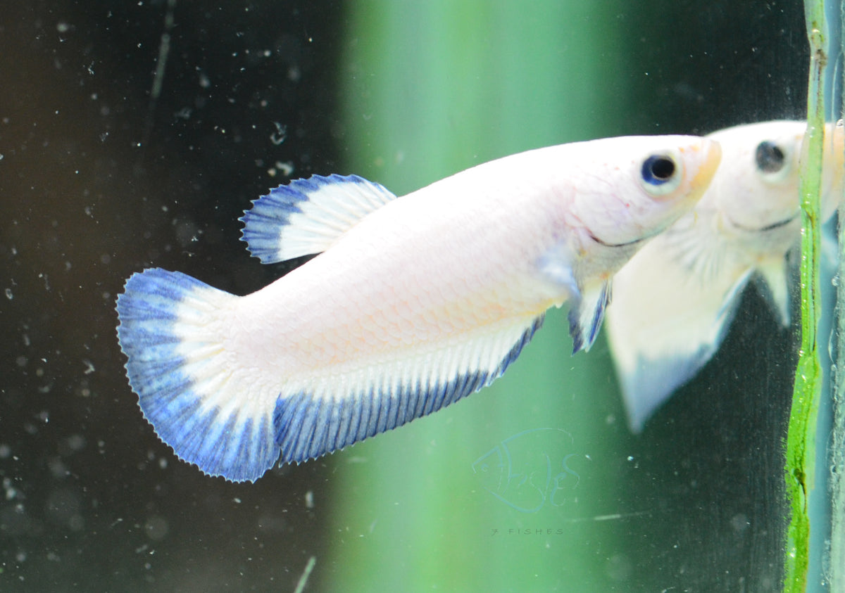 Blue Rim HMPK Female