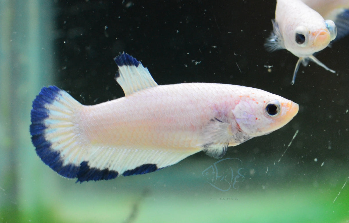 Blue Rim HMPK Female