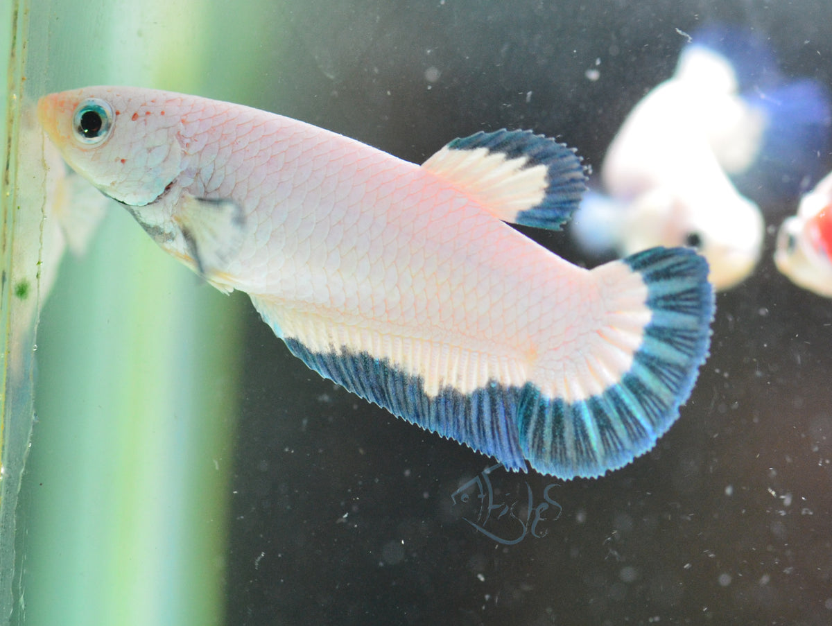 Blue Rim HMPK Female