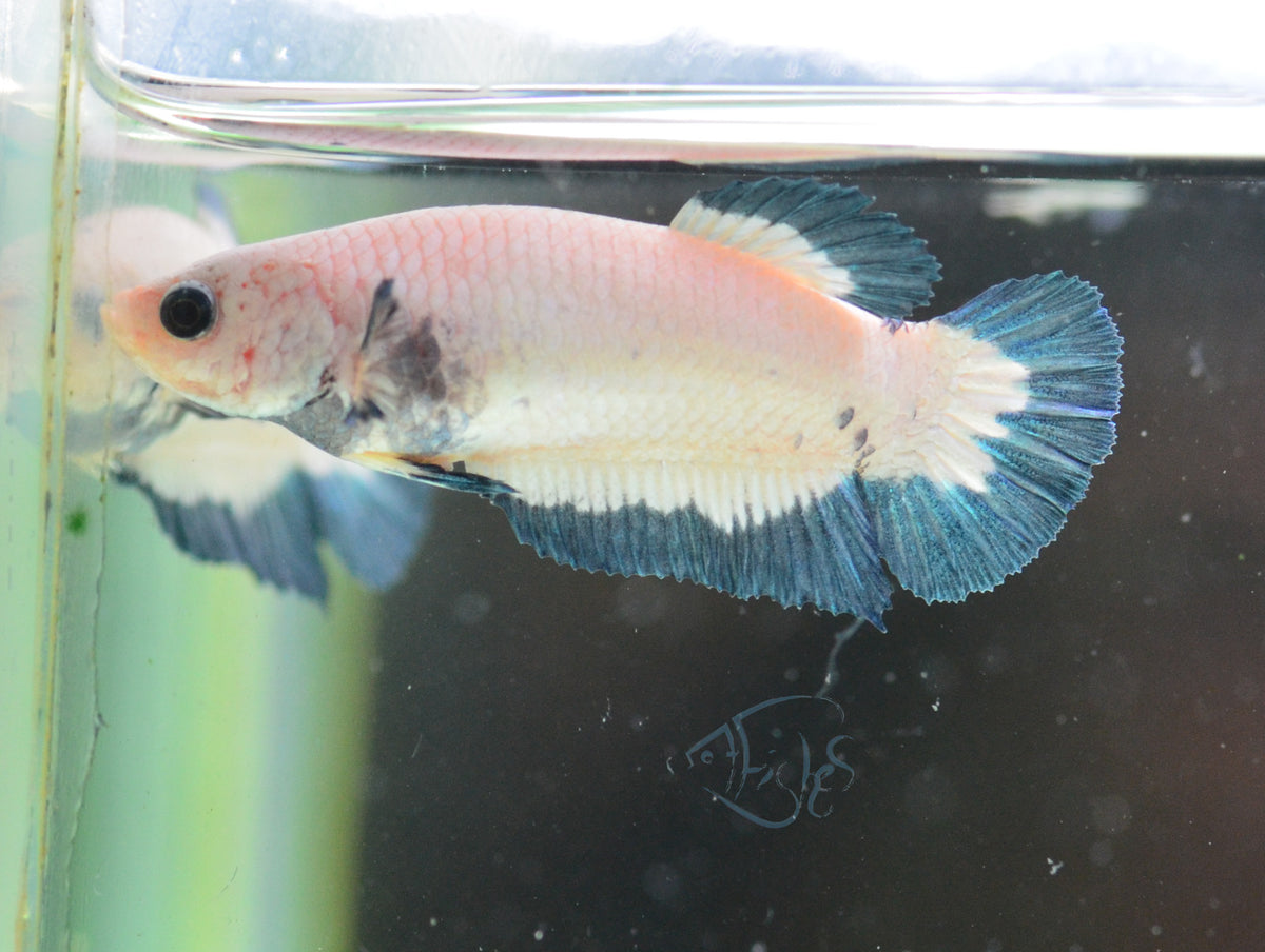 Blue Rim HMPK Female