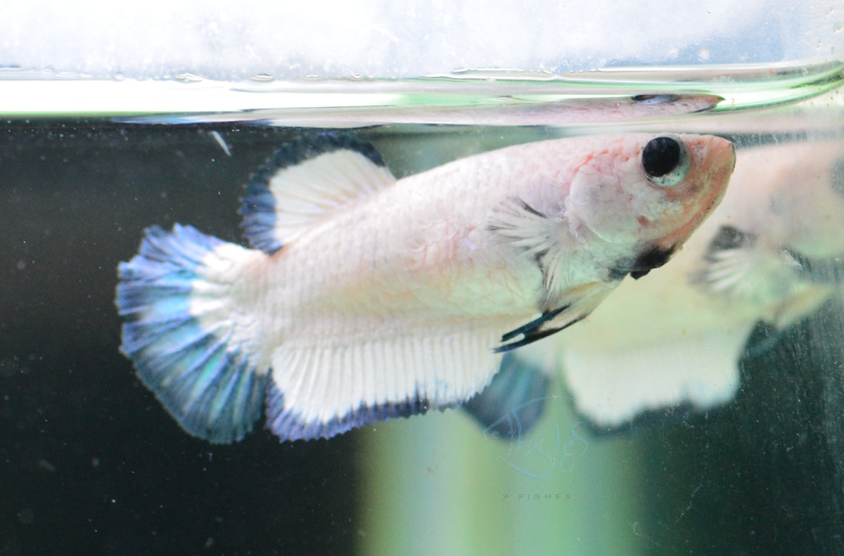 Blue Rim HMPK Female