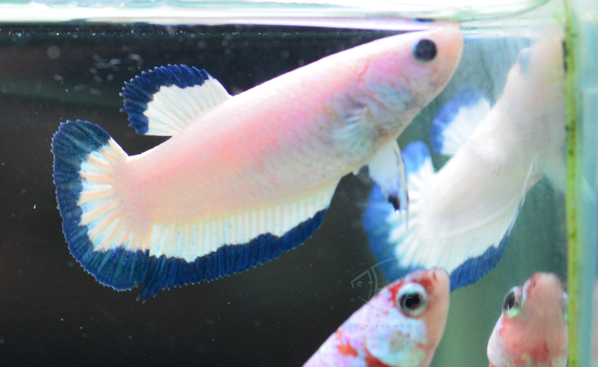 Blue Rim HMPK Female