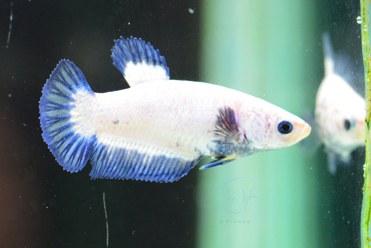 Blue Rim HMPK Female