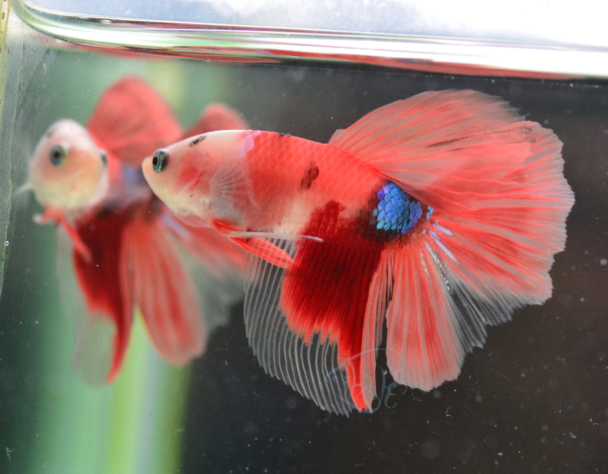 Nemo Delta-tail Male