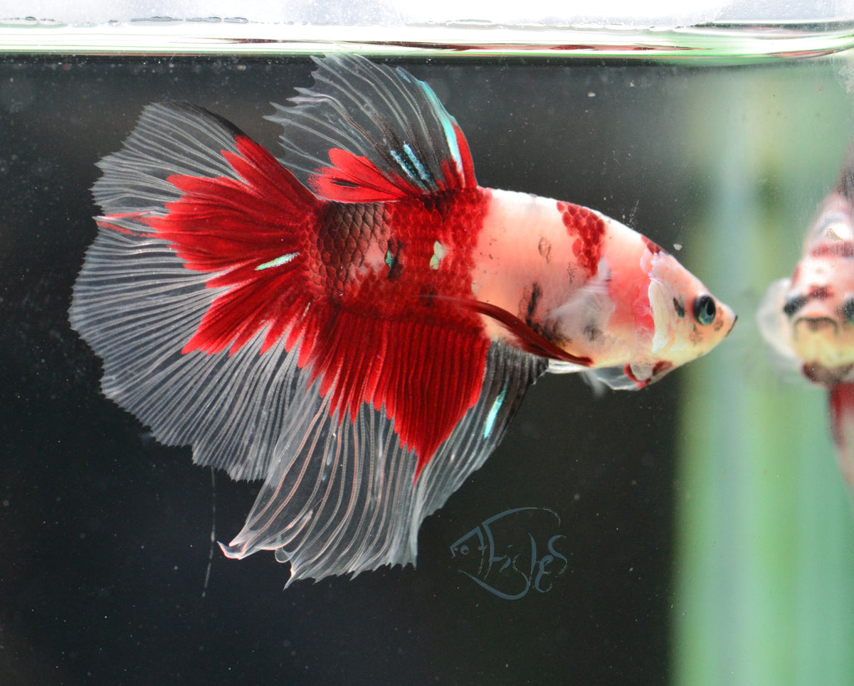 Koi Delta-tail Male